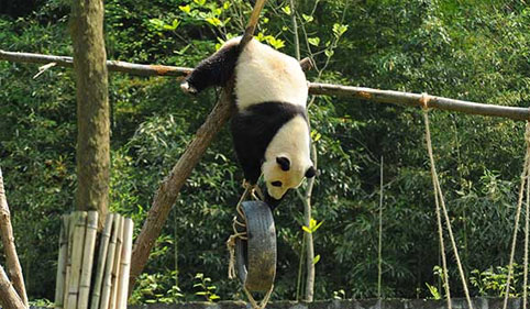 Panda Playing with toys