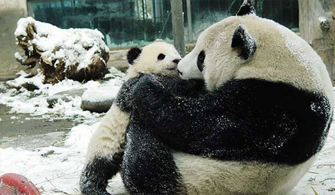 Panda with its baby in china