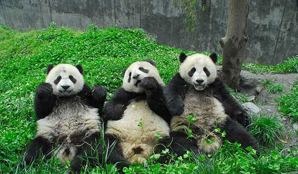 pandas happy in their habitat in china