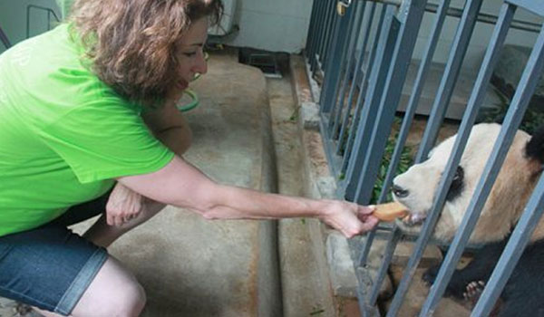 volunteer feeding panda in china