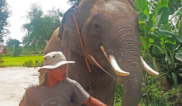 volunteering on elephant