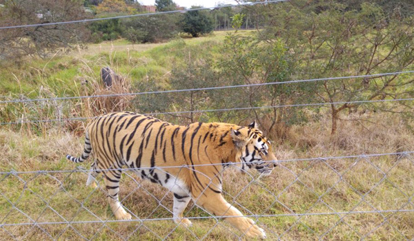 wildlife animal in south africa