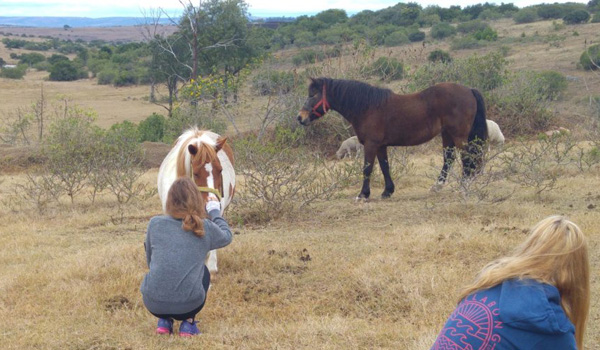 wildlife animal volunteering project south africa