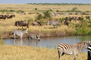 Kgalagadi/Augrabies Wildlife Experience Tour