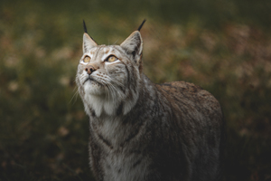 Kgalagadi-Wild-Cat-Park-Tour