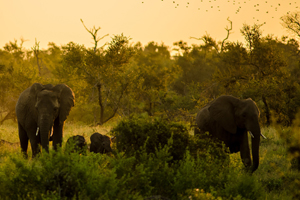 Kruger-Extended-Scenes-of-Africa