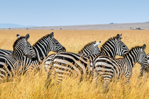 Kruger-Scene-of-Africa