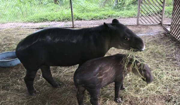 animal eating grasses