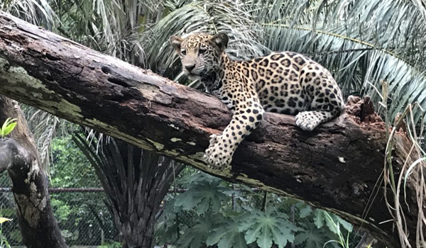 leopard resting on tree