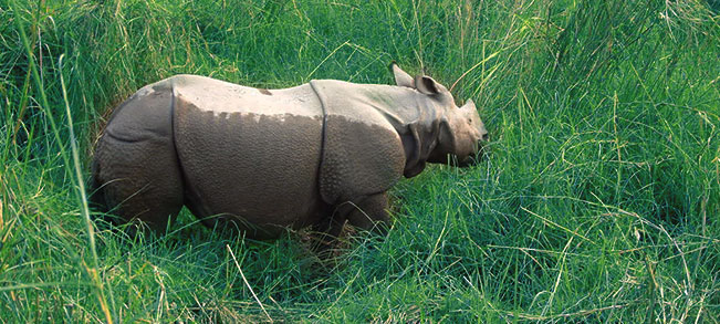 internship in Rhino Conservation