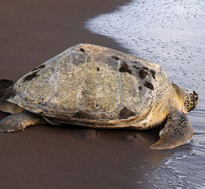 Turtle Conservation Project (Caribbean Coast)