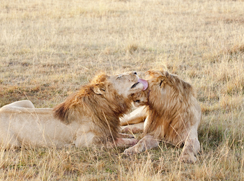 Travel and Safari  in Kenya