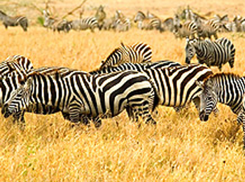 Kruger National Park -South Africa