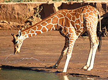 Kruger National Park - South Africa