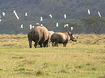 Wild-life in South Africa