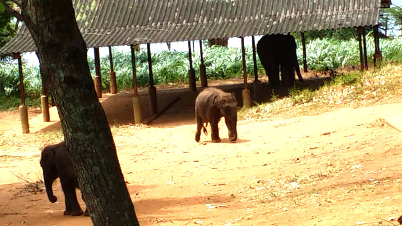 Udawela Elephant Grazing