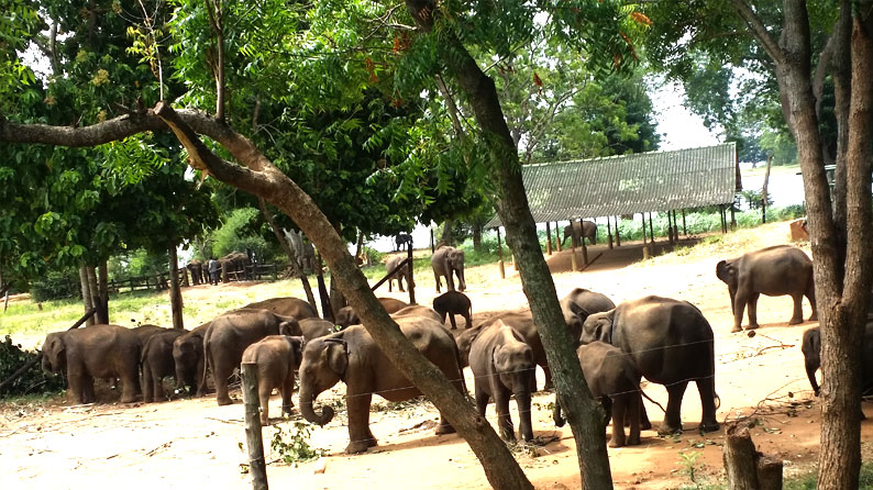 Sri Lanka Udawela Elephant Playing