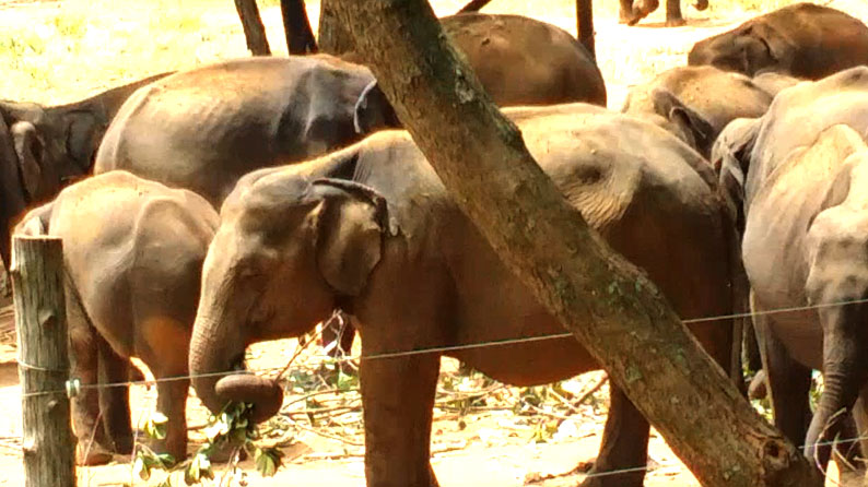 Sri Lanka Udawela Elephant Conservation