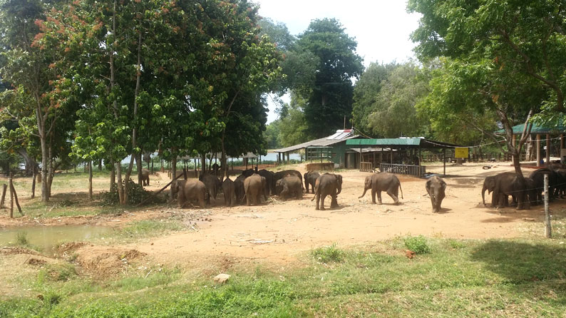 Elephant Conservation in Sri Lanka