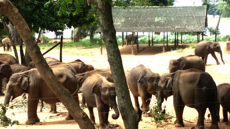 Sri Lanka Udawela Elephant Conservation Project